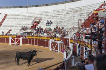 España, Tomelloso - 28. 08. 2018. Toro parado sobre arena en plaza de toros - foto de stock