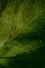 Макропредставление текстуры зеленого листа с венами — стоковое фото