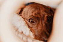 Close-up de charmoso filhote de cachorro marrom abraçando em cobertor acolhedor — Fotografia de Stock