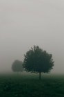Due alberi verdi con fogliame lussureggiante in piedi in un vasto campo coperto di nebbia grigia — Foto stock