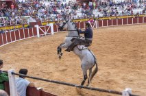 Espanha, Tomelloso - 28. 08. 2018: Vista de toureiro cavalo de equitação em pista de touros arenosos com pessoas na tribuna — Fotografia de Stock