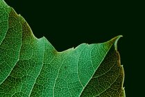 Vista macro de textura de folha verde com veias — Fotografia de Stock