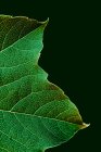 Vue macro de la texture des feuilles vertes avec des veines — Photo de stock