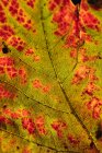 Macro view of textured autumn leaf — Stock Photo