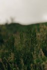 Зеленая трава и цветы растут в обширном поле на размытом фоне — стоковое фото