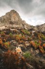 Destroyed burned trees in mountain forest — Stock Photo