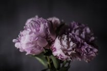 Un mucchio di peonie rosa fresche su sfondo scuro — Foto stock