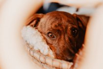 Крупный план очаровательного коричневого щенка, обнимающегося в уютном одеяле — стоковое фото
