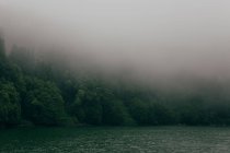 Берег все еще чистого озера, покрытого зелеными пышными деревьями под серым густым туманом — стоковое фото