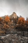 Arbres brûlés détruits dans la forêt de montagne — Photo de stock