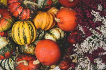 Colorful pumpkins in heap decorated with flowers — Stock Photo