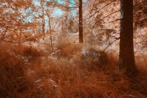 Plantas que crescem na floresta ensolarada na cor infravermelha — Fotografia de Stock