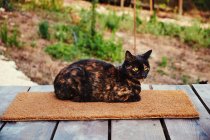 Красивая кошка со многими бежевыми и коричневыми пятнами с желтыми глазами, сидящая на маленьком ковре на деревянной платформе на размытом фоне с зеленой листвой — стоковое фото