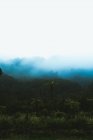 В Новой Зеландии над великолепными зелеными джунглями витает густой туман — стоковое фото