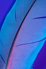 Текстура пташиного перо в фіолетовому освітленні — стокове фото