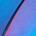 Textura de pena de pássaro em fundo violeta brilhante — Fotografia de Stock