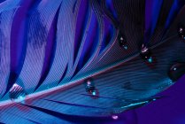 Краплі води на пташиному перо в фіолетовому освітленні — стокове фото