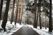 Vista lateral da jovem em roupa elegante em pé na estrada da floresta de asfalto no majestoso dia de inverno — Fotografia de Stock