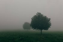 Дерева в полі покриті туманом — стокове фото