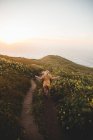 Visão traseira da jovem fêmea em vestido bonito correndo ao longo do caminho do campo em direção ao mar calmo durante o nascer do sol magnífico em Point Reyes, Califórnia — Fotografia de Stock