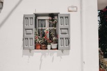 Geöffnete Fensterläden mit Topfblumen auf Schweller an weißem Gebäude — Stockfoto
