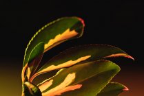 Gros plan du feuillage vert de la plante avec des taches blanches à la lumière douce du jour — Photo de stock