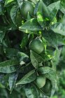 Primer plano de pequeñas naranjas verdes cubiertas con gotas de agua que crecen en el árbol verde en el jardín - foto de stock
