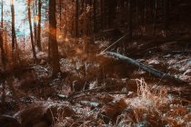 Árboles que crecen en el bosque soleado en color infrarrojo - foto de stock
