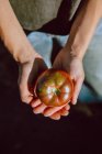 Crop shot from above of person holding shiny ripe tomato in hands in sunlight — Stock Photo