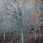Деревья в осеннем лесу — стоковое фото