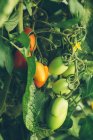 Pomodori maturi e acerbi che crescono su rami in giardino — Foto stock