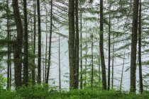 Floresta verde perto da água — Fotografia de Stock