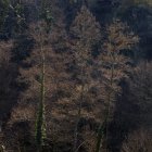 Bäume wachsen am Berghang in ruhigem Licht — Stockfoto