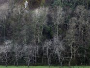 Краєвид з голих дерев на зеленому полі — стокове фото