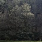 Alberi che crescono su pendio di montagna in luce calma — Foto stock