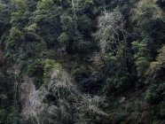 Растительность на склоне горы в осенний солнечный свет — стоковое фото