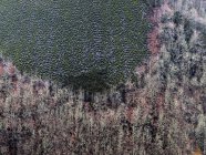Sfondo di alberi nudi sul pendio della montagna nel periodo invernale — Foto stock