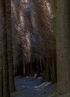 Arbres nus dans la forêt — Photo de stock