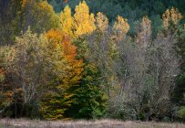 Дерева в осінньому лісі — стокове фото