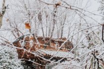 Casa sugli alberi nella foresta invernale — Foto stock