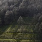 Vista della verde valle con alberi spogli alla luce del sole — Foto stock
