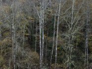 Landschaft blattloser Bäume im herbstlichen Wald — Stockfoto