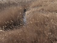 Поле высокой сухой осенней травы и узкий ручей, текущий между — стоковое фото