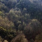 Vista aérea de los árboles que crecen en la pendiente de la montaña en luz tranquila - foto de stock
