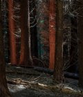 Árvores nuas na floresta — Fotografia de Stock