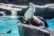 Niedliche Robbe sitzt an sonnigem Tag im Zoo auf Felsen neben Pool — Stockfoto