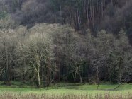 Paysage d'arbres nus sur le champ vert en automne — Photo de stock
