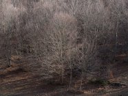 Árvores nuas crescendo na floresta outonal — Fotografia de Stock