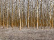 Tranquilo florestas vazias com fileiras de árvores nuas em luz do dia calma — Fotografia de Stock