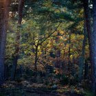 Árboles en bosque de otoño - foto de stock